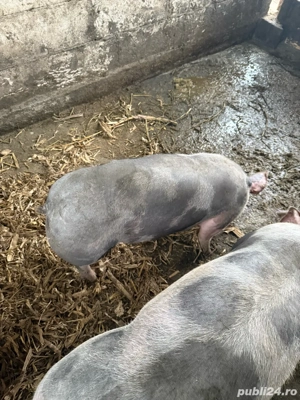 vand porci pietrean rasa curata - imagine 4