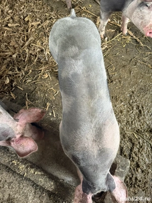 vand porci pietrean rasa curata - imagine 5