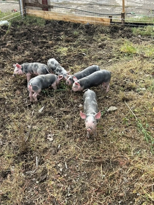 Purcei rasa pietrean - imagine 3 Purcei rasa pietrean - imagine 3