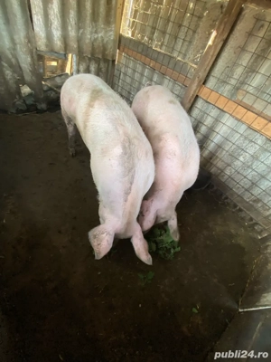 iapă si porci - imagine 3