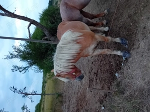 Vând un mânz șarg bun - imagine 2