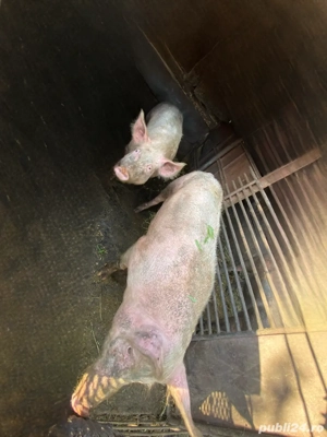 porci de vânzare sau schimb