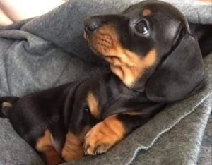 Vand catei tekel de 2 luni