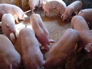 Vând porci - imagine 2 Vând porci - imagine 2