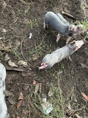 Purcei rasa pietrean - imagine 5 Purcei rasa pietrean - imagine 5