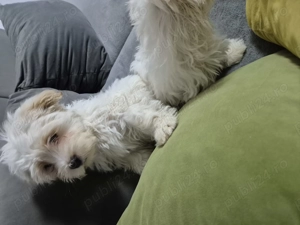 Cățeluși bichon havanez  - imagine 2