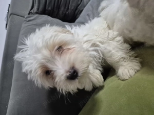 Cățeluși bichon havanez 