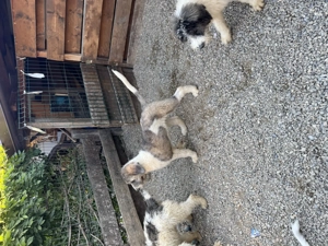 Donatie catei ciobanesc mioritic