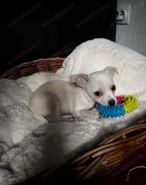Vând pui de Chihuahua  - imagine 5
