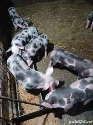 purcei pietrani de vânzare 