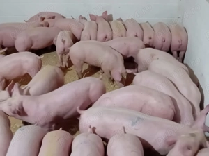 Vand porci  - imagine 3