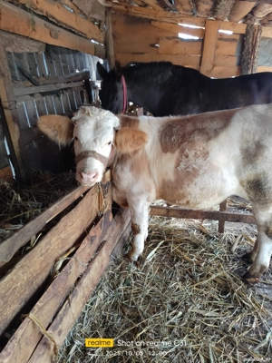 vind vițel - imagine 3