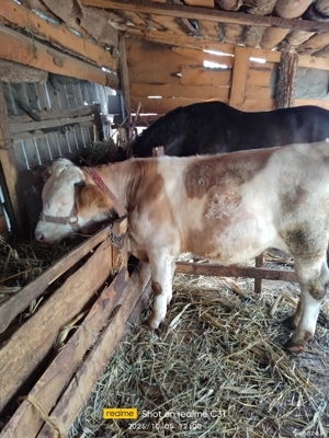 vind vițel - imagine 2