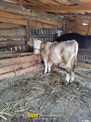 vind vițel - imagine 5