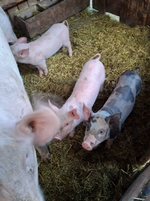 Purcei de vânzare  - imagine 2