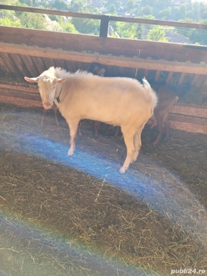 De vanzare Eladó  - imagine 3 De vanzare Eladó  - imagine 3