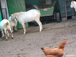 De vanzare Eladó  - imagine 2 De vanzare Eladó  - imagine 2