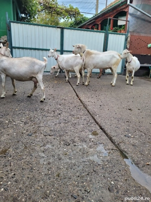 De vanzare Eladó  - imagine 5 De vanzare Eladó  - imagine 5