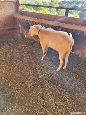 De vanzare Eladó  - imagine 4 De vanzare Eladó  - imagine 4