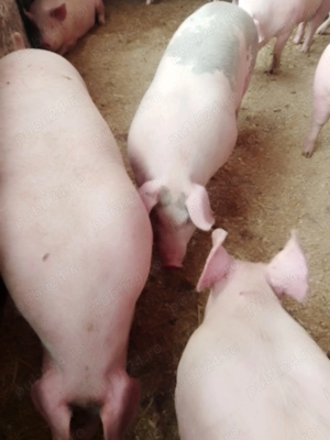 vand porci 