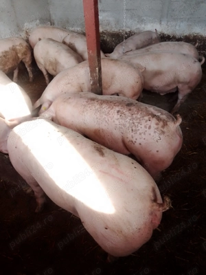 Vând porci de carne 