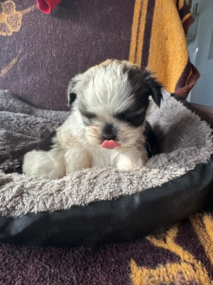 Cățeluși shihtzu