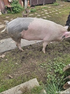 Vand porc de casa - imagine 2