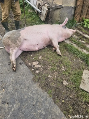 Vand porc de casa - imagine 3