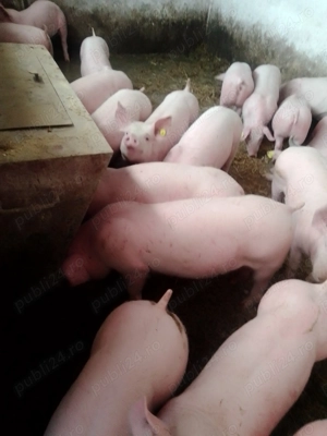 Purcei și grasuni - imagine 3