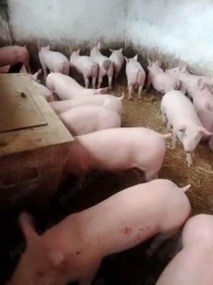 Vând grasuni de carne, castrați 