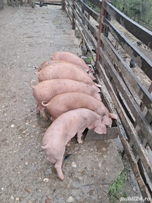 purcei duroc 9 saptamani  - imagine 2