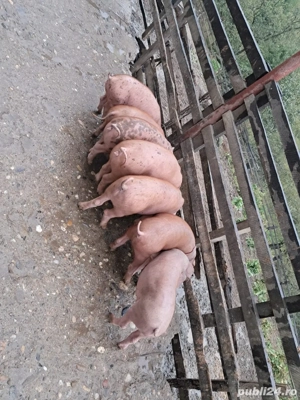 purcei duroc 9 saptamni 