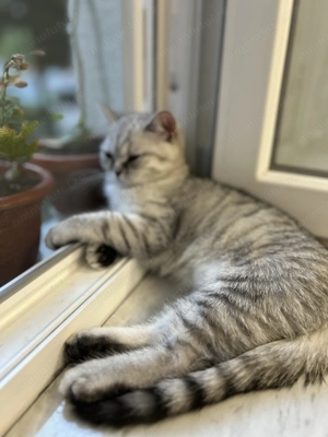 Fetiță british shorthair