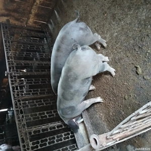 Scrofițe de 4 luni - imagine 3 Scrofițe de 4 luni - imagine 3