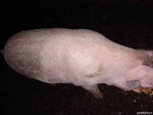 grasuna de vanzare  - imagine 2 grasuna de vanzare  - imagine 2