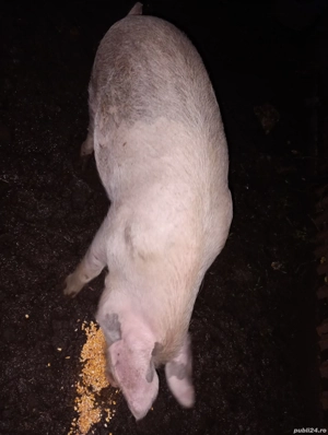 grasuna de vanzare  - imagine 3 grasuna de vanzare  - imagine 3