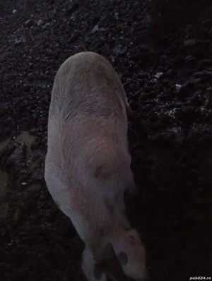 grasuna de vanzare  - imagine 4 grasuna de vanzare  - imagine 4