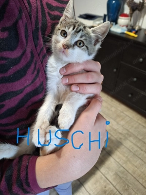 Ofer spre adoptie pisoi  - imagine 3