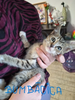 Ofer spre adoptie pisoi