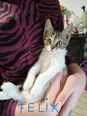 Ofer spre adoptie pisoi  - imagine 2