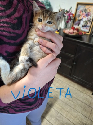 Ofer spre adoptie pisoi  - imagine 4