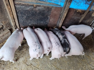 Vând purcei rasă de carne  - imagine 4