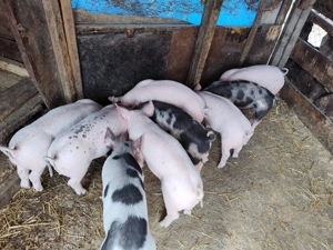 Vând purcei rasă de carne  - imagine 2