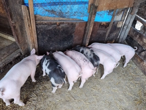 Vând purcei rasă de carne  - imagine 3