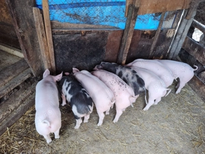 Vând purcei rasă de carne  - imagine 5