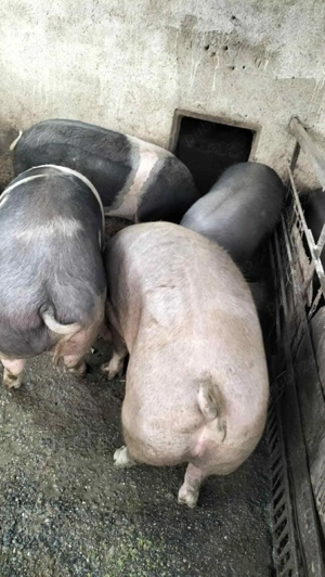 Porci de vânzare sacrificare posibilă  - imagine 2