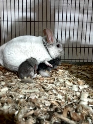 Cincilla animal de companie.