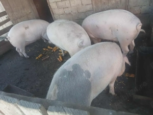 Se vand porci la alegere!