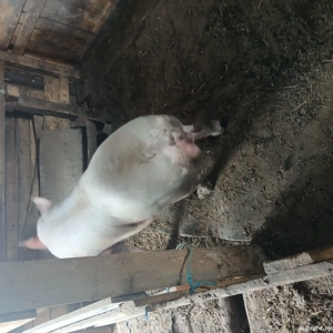 Vier rasă Petrean - imagine 4