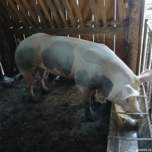 Vier rasă Petrean - imagine 2